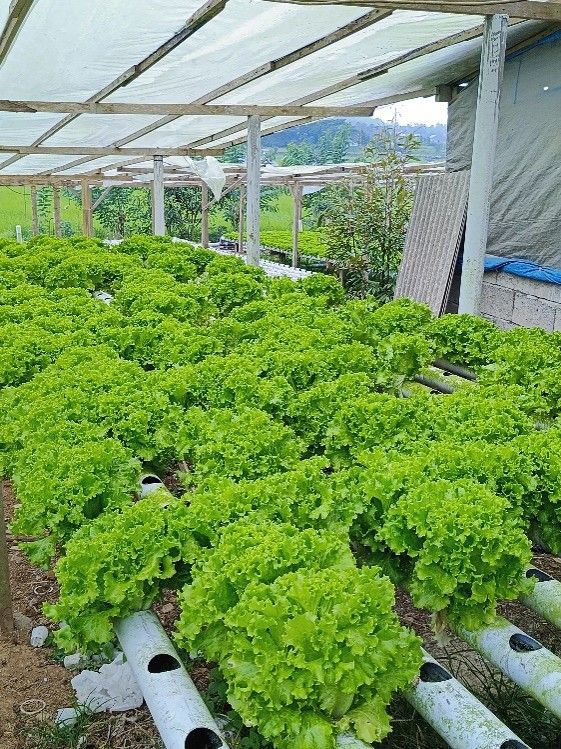 Sayur Hidroponik