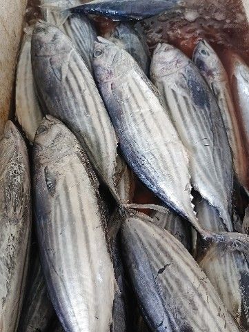 Ikan Laut