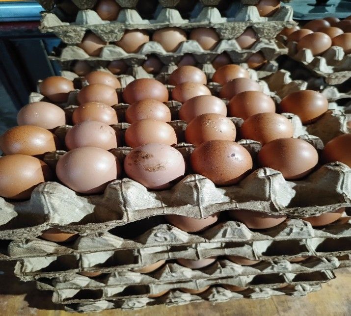 Telur